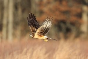 Na Espanha, o tartaranhão está em perigo