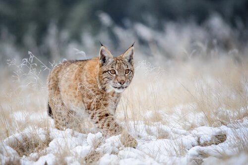 4 espécies de lince: o lince do norte