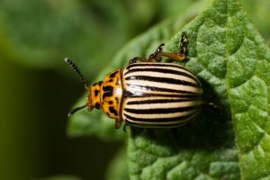 5 tipos de besouros: conheça estes escaravelhos