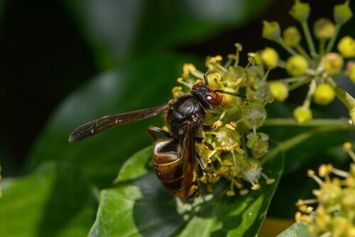5 espécies de vespas