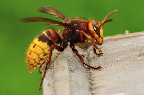 algumas espécies de vespas
