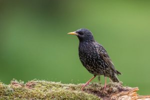 O estorninho e seu 'sol negro'