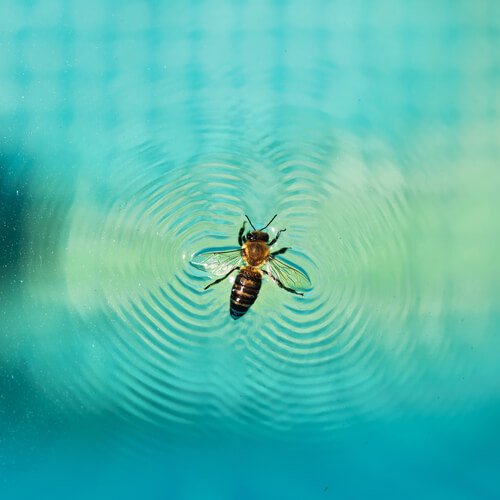 Como evitar insetos em sua piscina