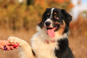 Atividades para exercitar e educar seu animal de estimação