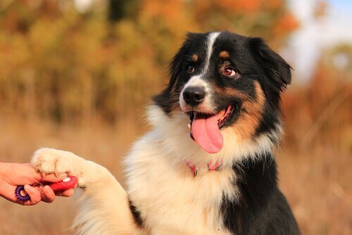 Atividades para exercitar e educar seu animal de estimação