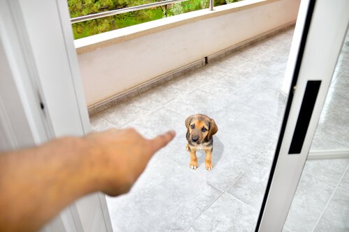 Existe um macho alfa no mundo canino?