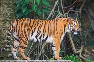 A fauna da Indochina: conheça 5 animais incríveis