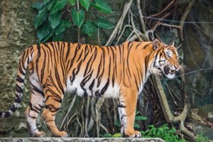 A fauna da Indochina: conheça 5 animais incríveis