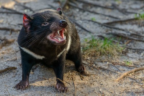 A fauna da Tasmânia