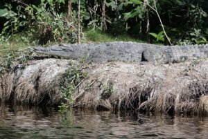 A fauna dos manguezais