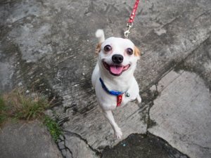 6 dicas para tornar a caminhada do seu cão mais divertida