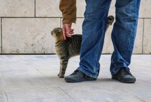 Informações sobre feromônios felinos