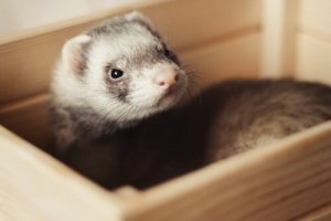 Dicas para ter um furão como animal de estimação