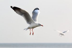 Gaivota, características e modo de vida