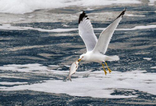 gaivota: características