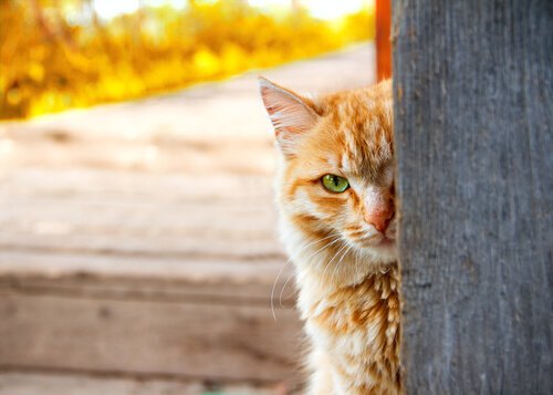 gatos espiões CIA