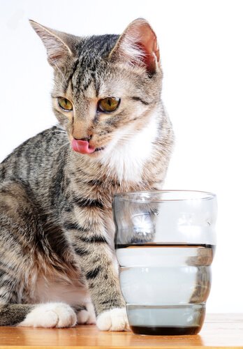 Gato com copo de água