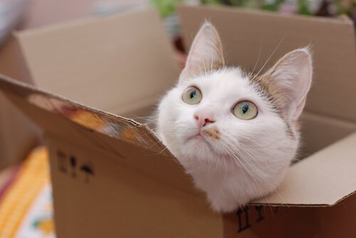 gato em caixa de papelão