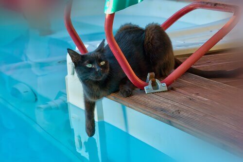 Seu gato pode tomar banho de piscina?