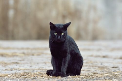 gato preto e superstições