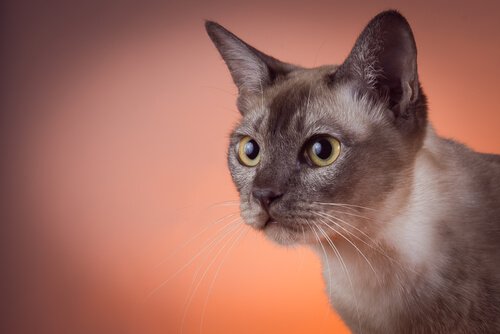 gato tonquinês