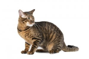 Gato Toyger, um tigre em miniatura