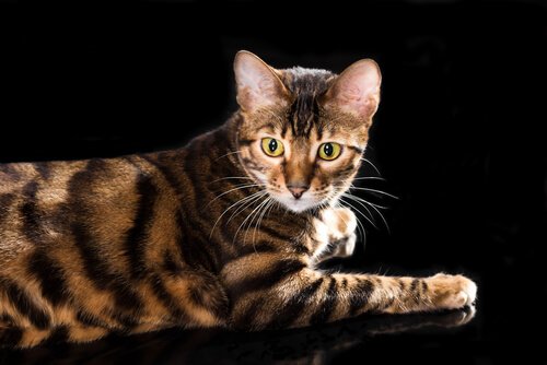 Gato Toyger