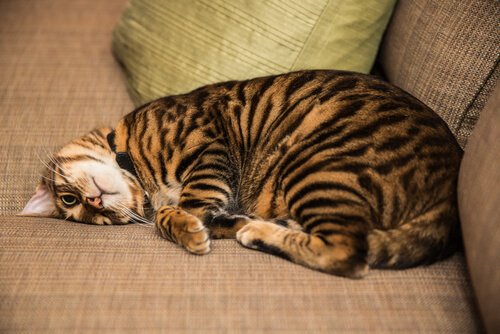 Gato Toyger