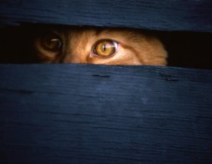 Conheça os gatos espiões da CIA
