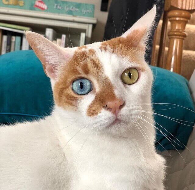 perfis de gatos no Instagram