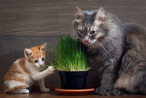 Gatos comendo erva dos gatos