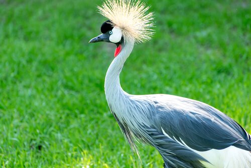 Grou-coroado-oriental