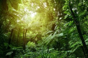 Conheça a temperatura e condições de vida na selva