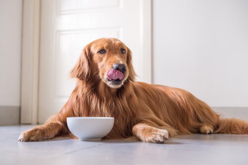 alimentação canina
