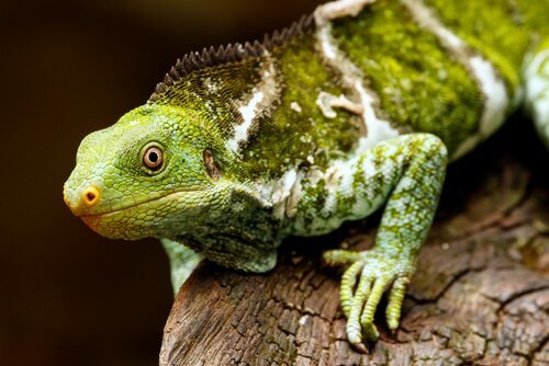 Iguana-de-crista de Fiji