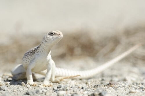 conheça 5 espécies de iguanas: a iguana do deserto