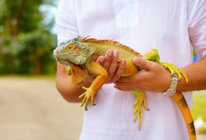 Dicas para ter uma iguana de estimação