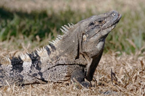 algumas espcies de iguanas: iguana riscada