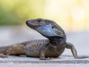 Por que há tantos lagartos nas ilhas canárias?