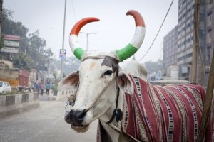 A importância da vaca na Índia
