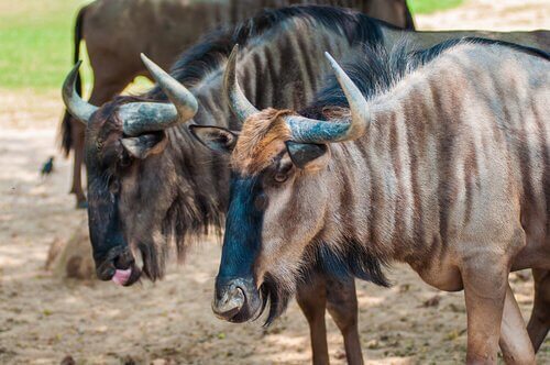 fauna da indochina: Kuprey