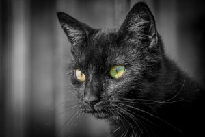 Informações sobre os olhos dos gatos