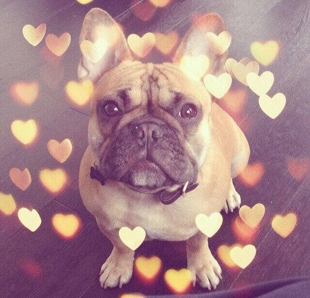 perfis do instagram sobre cães cães mais famosos 3