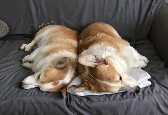 perfis do instagram sobre cães cães mais famosos 4