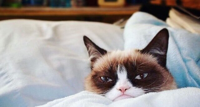 Grumpy Cat
