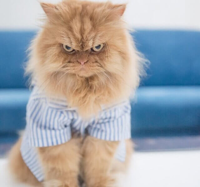 Perfis de gatos mais famosos do Instagram