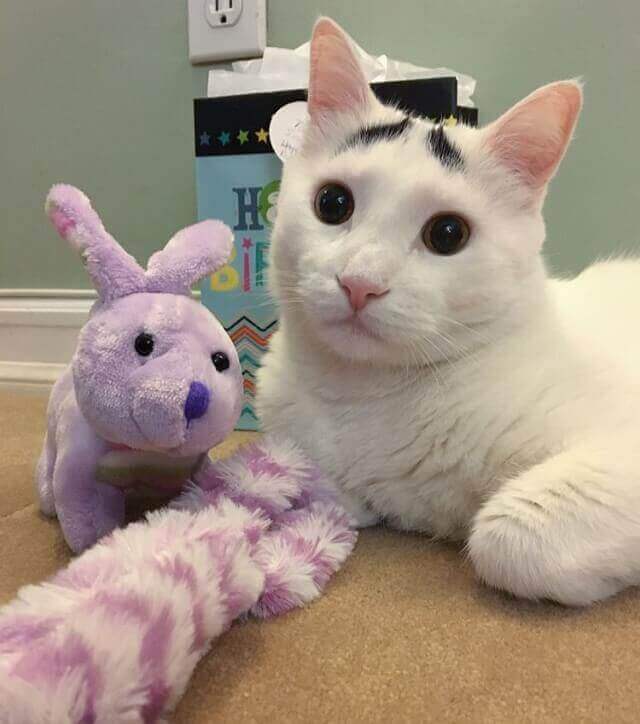 Gatinho Sam: com sobrancelhas