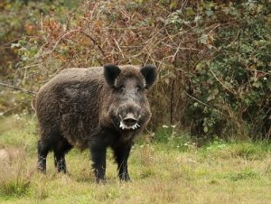Javali: um selvagem da floresta