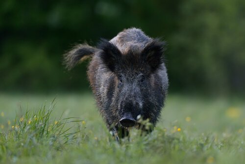 Javali, ou porco selvagem
