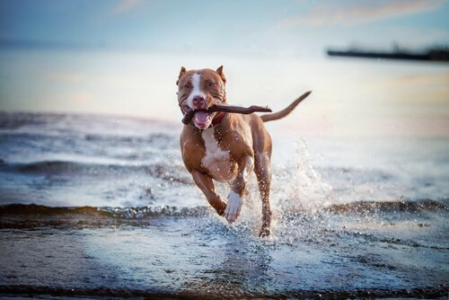 Cachorro correndo na praia com galho na boca